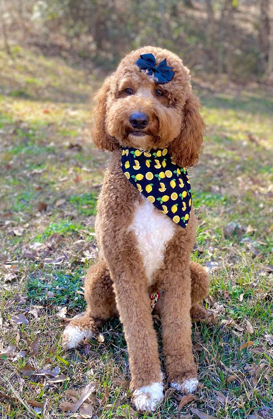 Posh Pup Bandanas