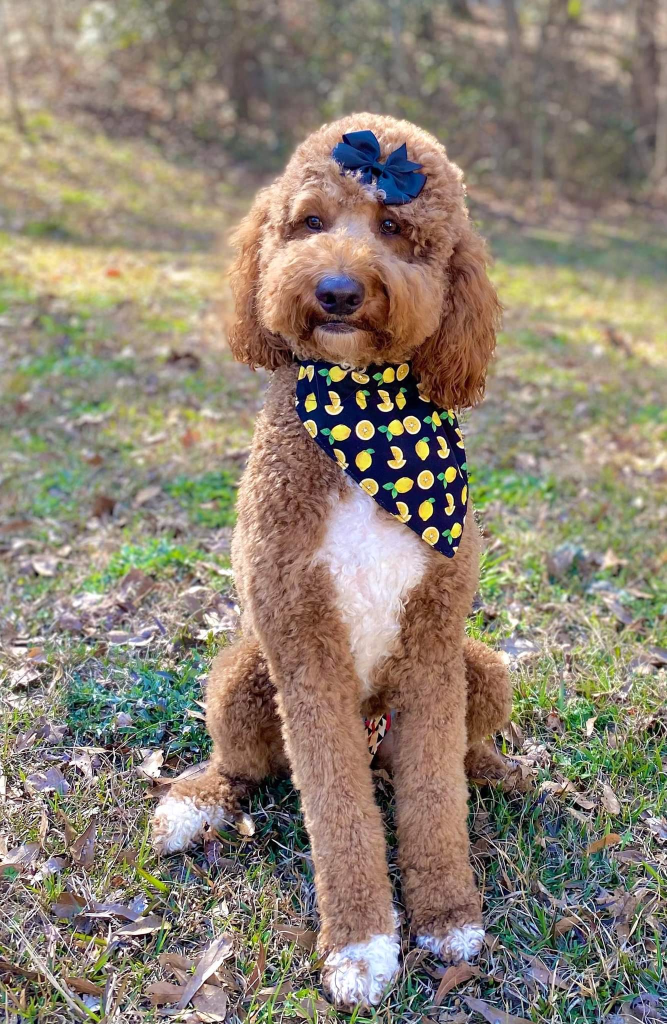 Posh Pup Bandanas