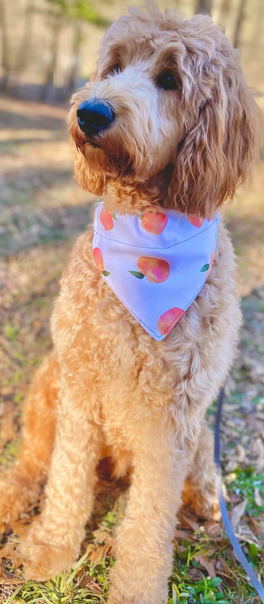 Posh Pup Bandanas