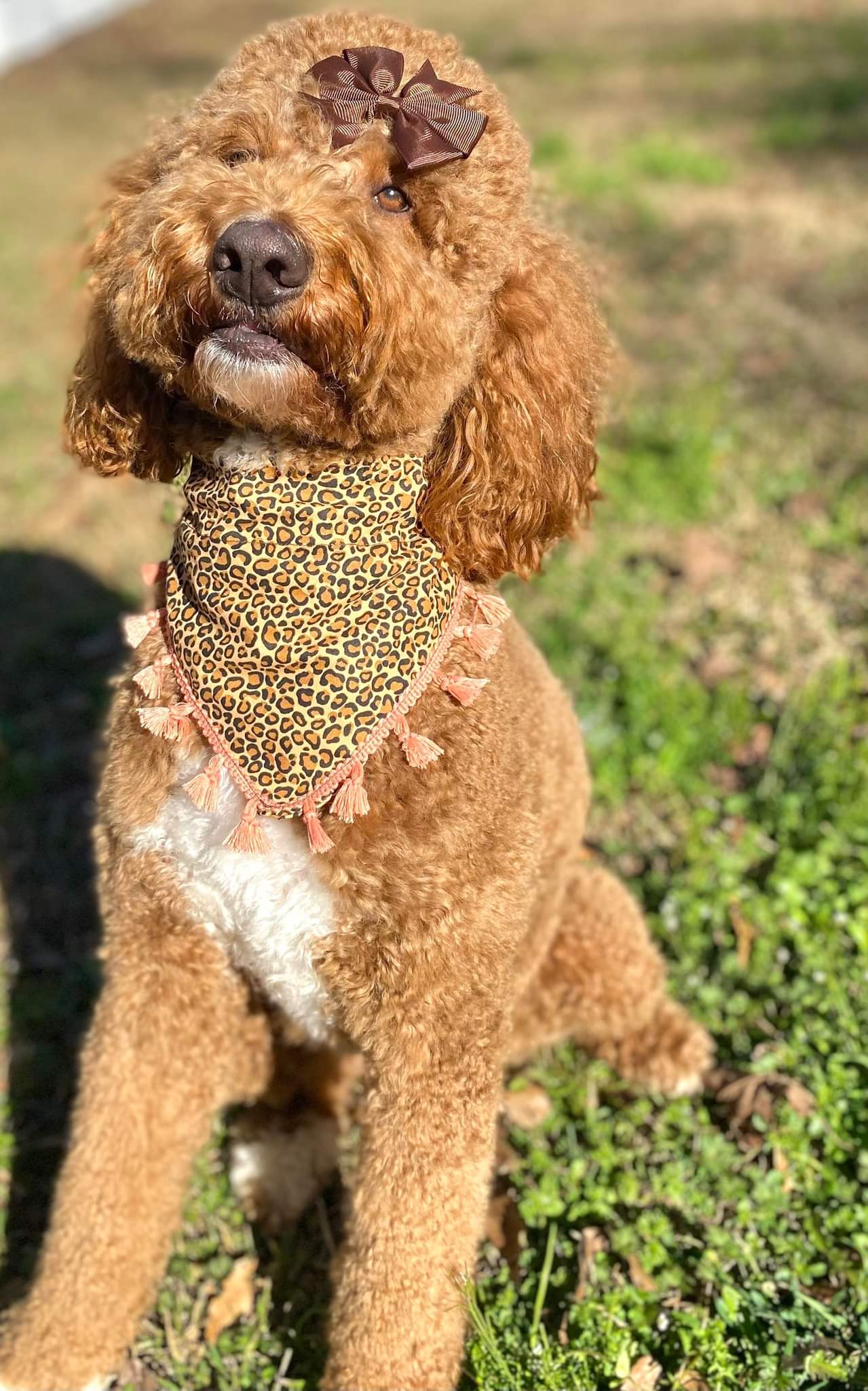 Posh Pup Bandanas